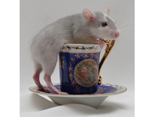 �������� - Blue Badger Husky st Manks 