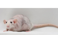 Star Rat Kindiy - Agouti Husky Dumbo Double Rex 