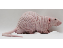 ��������� ��������� - Black Banded Husky Dumbo Hairless 