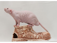 ��������� ��������� 