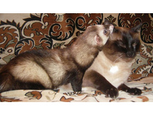 ����� � �������