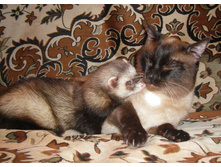 ����� � �������