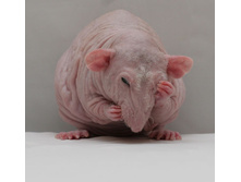 ��������� ��������� 