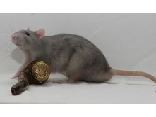 ���� - Blue Irish st  