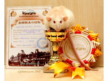 �������� �������� - Amber Banded Husky Dumbo Rex (��. ��������)