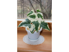 ���� ���������  (���)