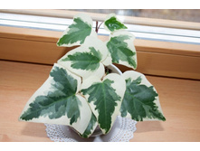 ���� ��������� (���)