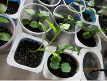 ���������, ��� 5-6 ������� �������