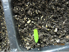 ���� �������