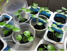 ��������� ���������