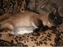 ���� ��� ������?