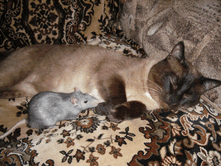 ������� � ����