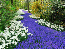 Spring Flowers, Keukenhof, Lisse, Netherlands.jpg