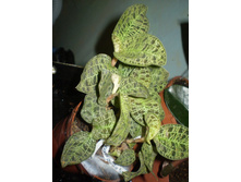 ������� ������