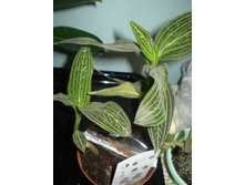 Ludisia discolor  Jade Velvet