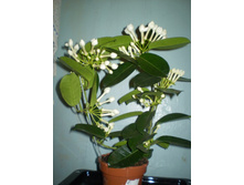 ���������� ����������