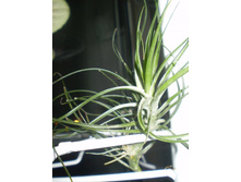 Tillandsia tenuifolia
