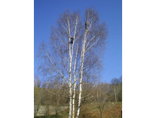 ����� ��������