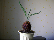 ������� 122.jpg