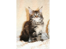 ����������� 250.jpg