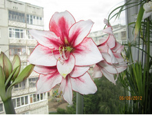 �����������Temptation (���������)