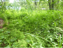 ����������� - ������ ����� ���� ������ � ���� �� ����� ������