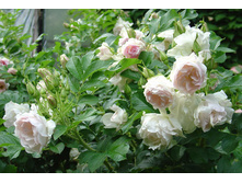 ������� Polereis - Ritausma -Polar Ice-