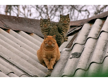 ���� �� �����