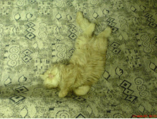 ����� ����������� ����