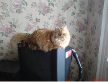 ��������� �����