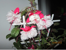 ������ ��������