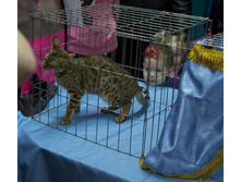 DSC_11.JPG