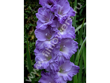 ���������-485-95-��, �������, ��, 22-8, 120 ��..jpg