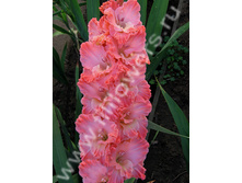 ��������-490-00-�, �����, 26-10, 155 ��.jpg