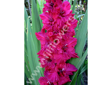 ������� �������-468-00-�, ��������, ��, 22-10..jpg