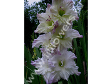 ������� ��������-501-04-��, �����, ��, 22-8, 130 ��.jpg