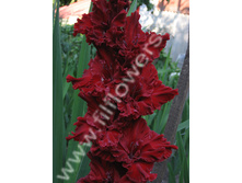 ���������� �����-458-02-�, �������, ��, 20-8, 120 ��..jpg