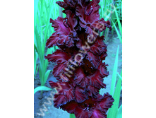 ��������� �������-458-08-�, ��������, ���, 25-8.jpg