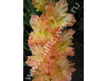 ������� ��������-423-07-��, ��������, ���, 23-8, 120 ��..jpg