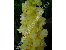 ��������-513-03-��, �����, ��, 23-11, 160 ��..jpg