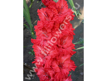 ������, ���, ������!-454-04-�, ����̣�, ���, 20-9, 130.jpg