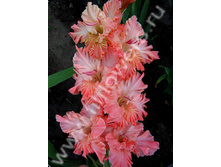 ����� �����-525-07-�, �����, ��, 22-9, 130 ��..jpg