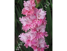 ��������� ������-563-08-�, �����������,���,20-9,130��.jpg