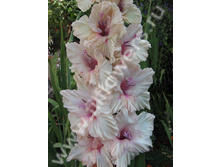 ������� ������-501-03-� , ����̣�, ��, 26-10, 190 ��..jpg