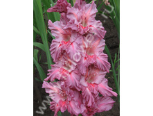 ������������ ��������-495-07-��, ��������, ��,21-8,120��..jpg