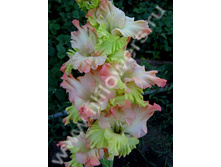 ���� �����-503-04-��, �����, ��, 23-9, 160 ��..jpg