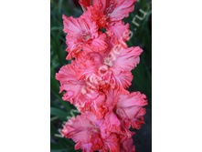 ������ ��������-464-92-�, �����, ���, 23-9, 180 ��..jpg