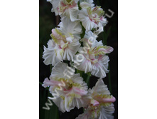 �������-401-09-�, ��������, ���, 21-8, 160 ��.jpg