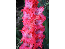 ������������� (�����������)-447-03-��, ��������, ��, 25-10..jpg