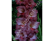 ����-498-86-��, �����, �, 22-8, 150 ��..jpg